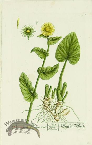 Blackwell German 008